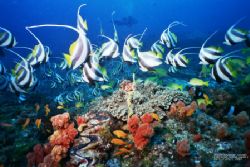 Reef scene,this picture was taken with a 16mm wide angle ... by Brandon Thomas 